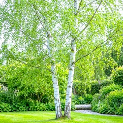 DRZEWA OZDOBNE LIŚCIASTE