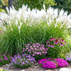 PNĄCZA BYLINY TRAWY