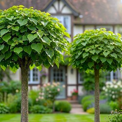 DRZEWA OZDOBNE SZCZEPIONE