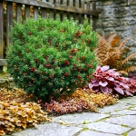 Krzewy ozdobne iglaste