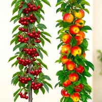 DRZEWA OWOCOWE KOLUMNOWE