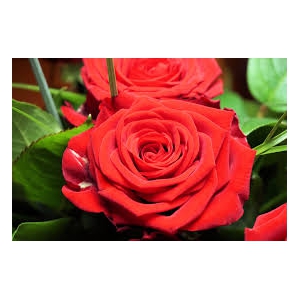RÓŻA rabatowa krwisto czerwona - sadzonki 20 / 30 cm