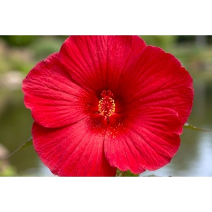 HIBISKUS Ketmia bagienny czerwony Luna Red