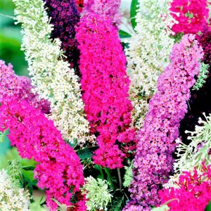 BUDLEJA DAWIDA motyli kwiat pięknie pachnie różowo-czerwona - sadzonki 15 / 20 cm