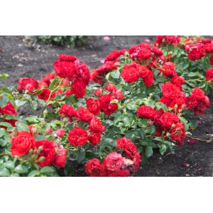 RÓŻA okrywowa czerwona - sadzonki 20 / 30 cm