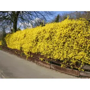 FORSYCJA żółte słońce w ogrodzie - sadzonki 30 / 50 cm