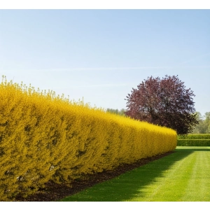 FORSYCJA żółte słońce w ogrodzie - sadzonki 30 / 50 cm