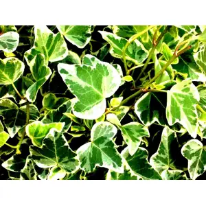 HEDERA BLUSZCZ biało-zielone odporne na mróz - sadzonki 50 / 90 cm
