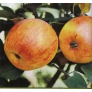 JABŁOŃ ZŁOTA RENETA bardzo stara - sadzonki 110 / 140 cm