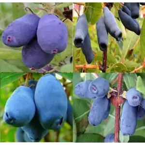 JAGODA KAMCZACKA Pakiet 4 sztuki wielkoowocowe - sadzonki 30 / 50 cm