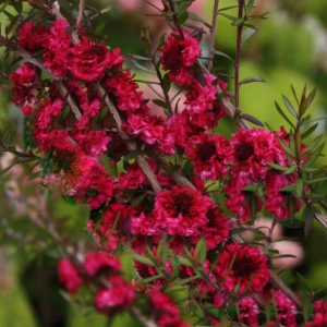 MANUKA Leptospermum scoparium Red Damask miododajne lecznicze - sadzonki 30 / 40 cm