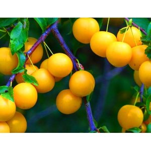 ŚLIWA MIRABELKA żółta smak dzieciństwa - sadzonki 130 / 160 cm