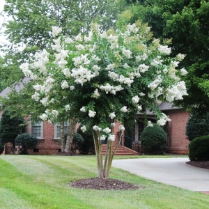 LAGERSTROEMIA na pniu biała - kremowa bez południa - sadzonki 80 / 110 cm