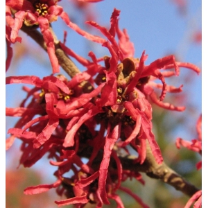 OCZAR DIANA czerwony zimą kwitnący - sadzonki 40 / 60 cm