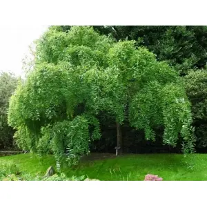 PEREŁKOWIEC JAPOŃSKI bardzo miododajne drzewo - sadzonki 15 / 30 cm