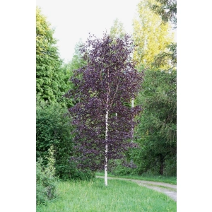 BRZOZA Czerwona szczepiona na pniu Purpurowa - sadzonki 130 / 150 cm