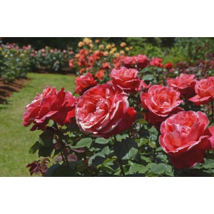 RÓŻA okrywowa różowo-biała - sadzonki 20 / 30 cm