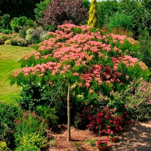 ALBICJA JEDWABISTA na pniu perskie drzewko - sadzonki 50 / 80 cm