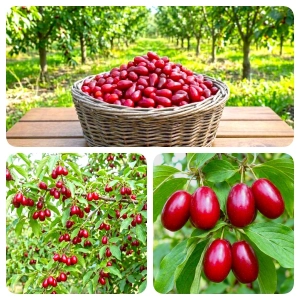 DEREŃ JADALNY odporne na mróz - sadzonki 60 / 90 cm