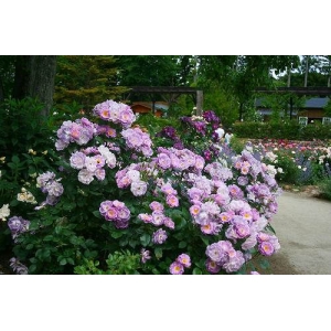 RÓŻA rabatowa fioletowa - sadzonki 20 / 30 cm