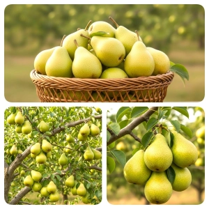 GRUSZA GENERAŁ bardzo duża i smaczna - sadzonki 50 / 80 cm