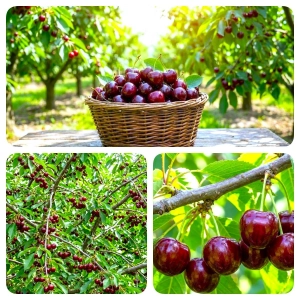 CZEREŚNIA ROSYJSKA odporna na mróz - sadzonki 50 / 90 cm