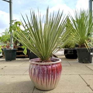 YUCCA JUKA PALMA DUŻA ROŚLINA Z POLSKIEJ PRODUKCJI 80 / 100 cm