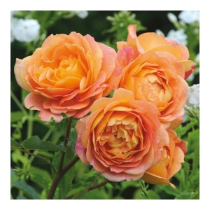 RÓŻA rabatowa herbaciana - sadzonki 20 / 30 cm