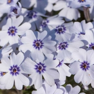 FLOKS BAVARIA biało - niebieski zimozielony - sadzonki 10 / 15 cm