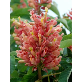 KASZTANOWIEC czerwony szczepiony na pniu KECHNEI - BRIOTTI - sadzonki 140 / 160 cm