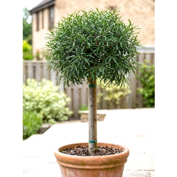 KRUSZYNA SZCZEPIONA NA PNIU POSPOLITA ASPLENIFOLIA MIODODAJNA - sadzonki 120 / 140 cm