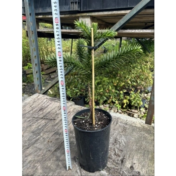 Araukaria Chilijska Małpie drzewo - sadzonki 40 / 60 cm