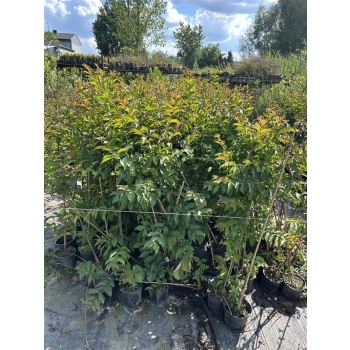 LAGERSTROEMIA na pniu Fioletowa bez południa - sadzonki 100 / 120 cm