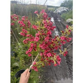 KRZEWUSZKA WEIGELA na pniu z DWUKOLOROWYM LIŚCIEM - sadzonki 100 / 120 cm