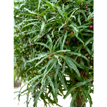 KRUSZYNA SZCZEPIONA NA PNIU POSPOLITA ASPLENIFOLIA MIODODAJNA - sadzonki 120 / 140 cm