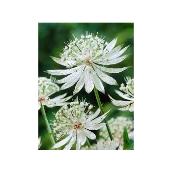 JARZMIANKA Diamonds White - sadzonki 10 / 15 cm