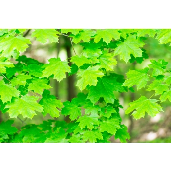 KLON zielony duże - sadzonki 150 / 180 cm