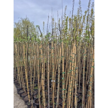 AMBROWIEC SZCZEPIONY NA PNIU GUMBALL - sadzonki 180 / 190 cm