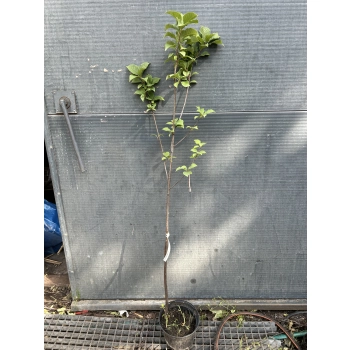 CZEREMCHA miododajna - sadzonki 120 / 140 cm