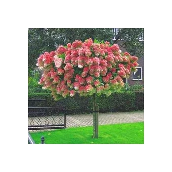 HORTENSJA NA PNIU różowo-kremowa NA WIELOPNIU - sadzonki 130 / 160 cm