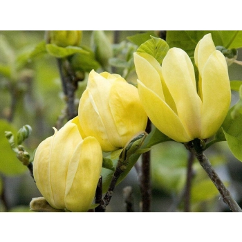 Magnolia szczepiona żółta yellow - sadzonki 70 / 110 cm