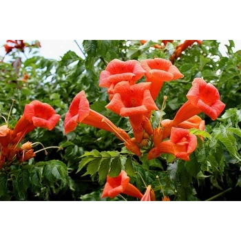 MILIN AMERYKAŃSKI SZCZEPIONY Gabor - sadzonki 80 / 100 cm