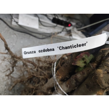 GRUSZA ozdobna CHANTICLEER kolumnowa - sadzonki 130 / 150 CM