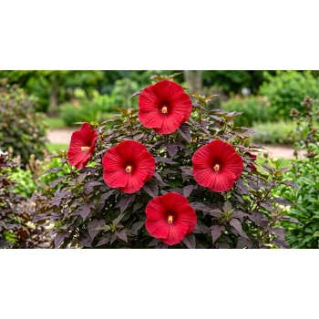 HIBISKUS Ketmia bagienny czerwony bordowy liść