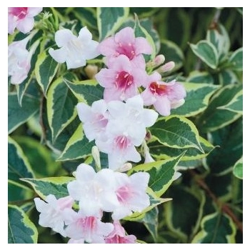 KRZEWUSZKA WEIGELA na pniu z DWUKOLOROWYM LIŚCIEM - sadzonki 100 / 120 cm