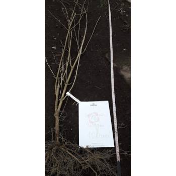 Suchodrzew miododajne - sadzonki 60 cm / 90 cm