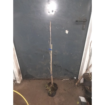 REALNE ZDJECIE SADZONEK