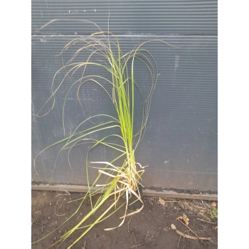 REALNE ZDJECIE SADZONKI