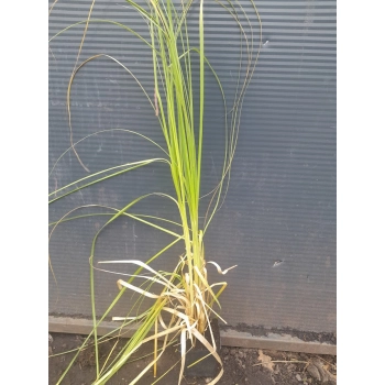 realne zdjecia sadzonek