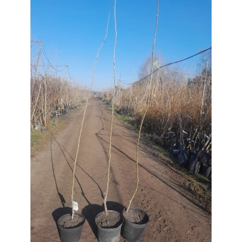 GŁÓG PAUL'S SCARLET SZCZEPIONY odporna na mróz - sadzonki 160 / 180 cm